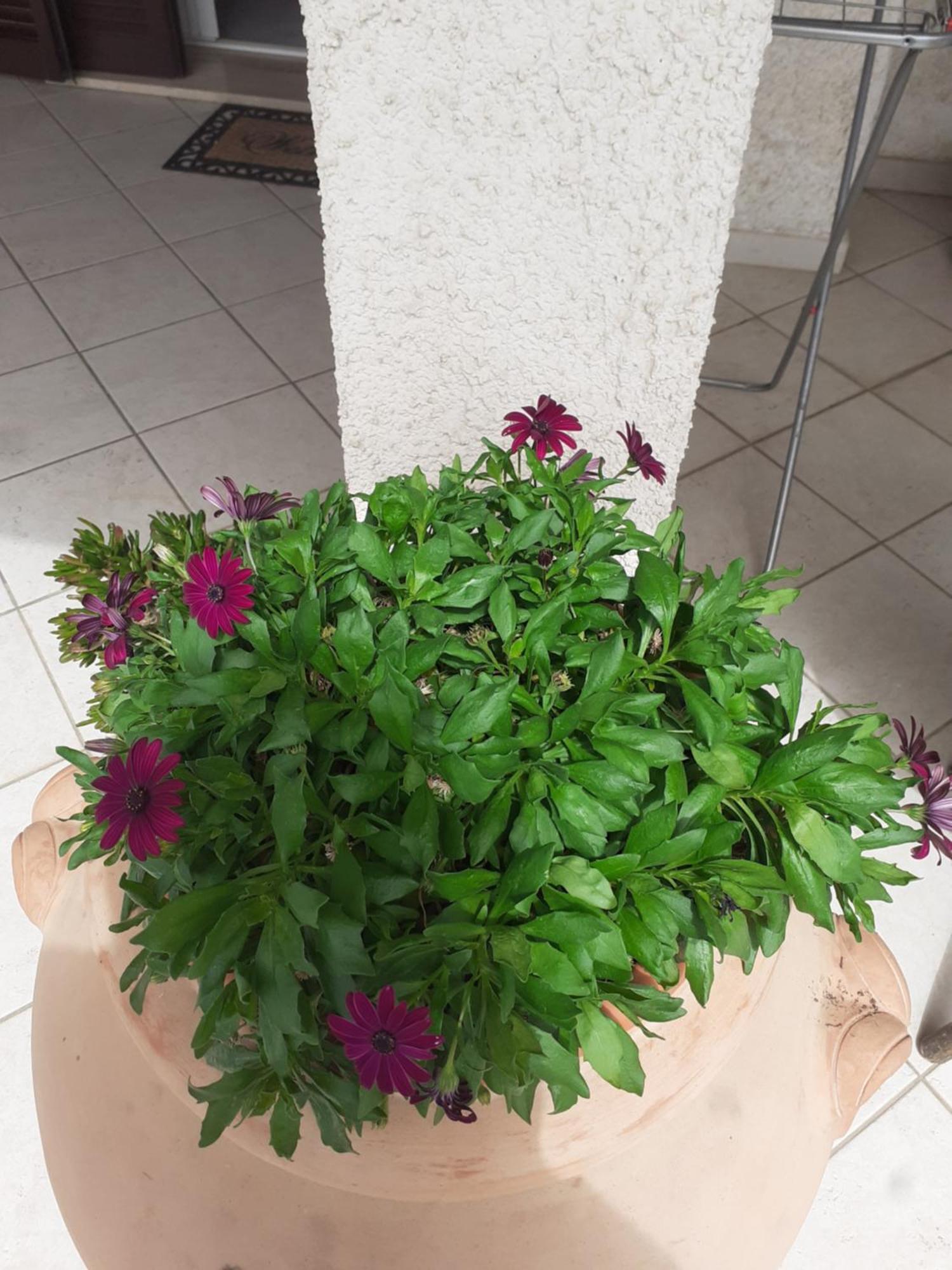 Hotel B&B Rispescia Grosseto Экстерьер фото